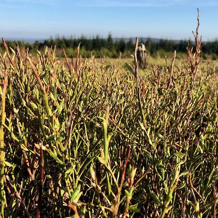 Astenturm (adults Only) Ξενοδοχείο Βίντερμπεργκ