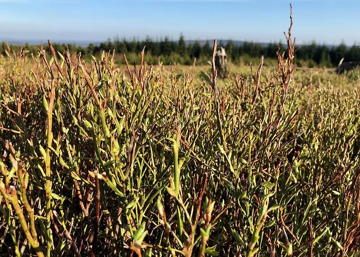 Astenturm (adults Only) Hotel Winterberg