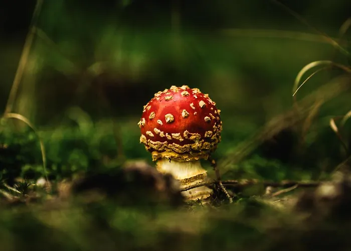 Hotel Astenturm (adults Only) 3*